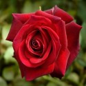 ROSIER EDITH PIAF ***  