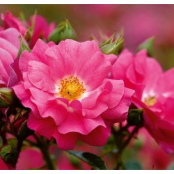 ROSIER DECOROSIER EMERA  épuisé