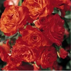 ROSIER FARANDOLE (indisponible)