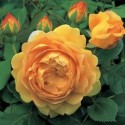 ROSIER GOLDEN CELEBRATION *** 