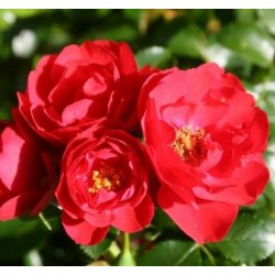 ROSIER DECOROSIER KADORA  épuisé