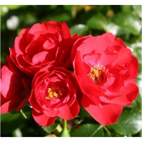 ROSIER DECOROSIER KADORA  épuisé