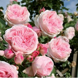 ROSIER grimpant L'ALHAMBRA  