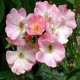ROSIER APPLE BLOSSOM 