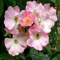 ROSIER APPLE BLOSSOM (indisponible)