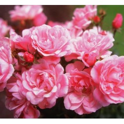 ROSIER DECOROSIER MAREVA  épuisé