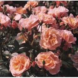 ROSIER MARTIN DES SENTEURS **** (indisponible)
