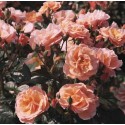 ROSIER MARTIN DES SENTEURS **** 