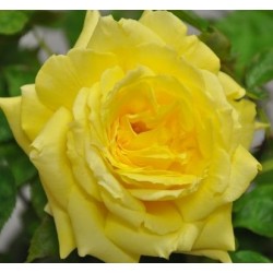 Rosier Line Renaud
