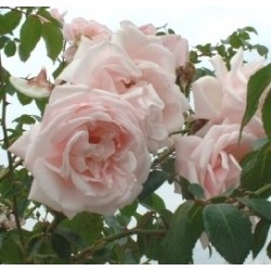 ROSIER NEW DAWN 