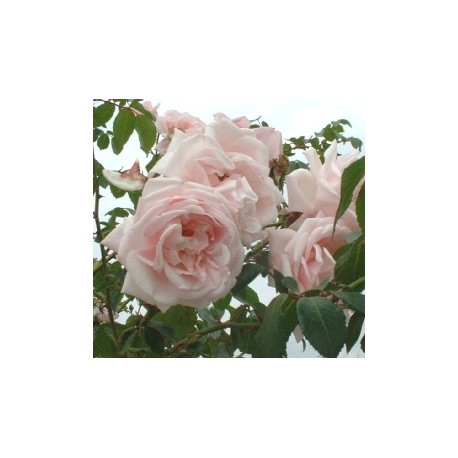 ROSIER NEW DAWN 