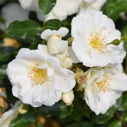 ROSIER DECOROSIER OPALIA  épuisé
