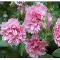 ROSIER PINK GROOTENDORST