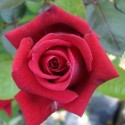 ROSIER RED STAR 