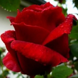 Rosiers remontants Rosiers remontants