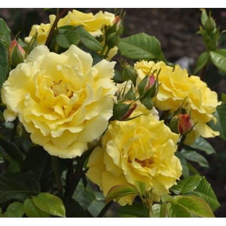 ROSIER REINE DE LUCIA 