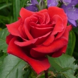 ROSIER RED SENSATION *** (indisponible)