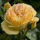 ROSIER SUNNY ROMANTICA