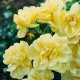 ROSIER DECOROSIER SUNEVA  épuisé