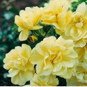ROSIER DECOROSIER SUNEVA  épuisé