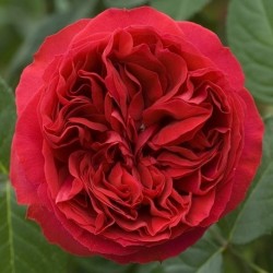 ROSIER TRAVIATA (indisponible)