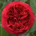 ROSIER TRAVIATA (indisponible)