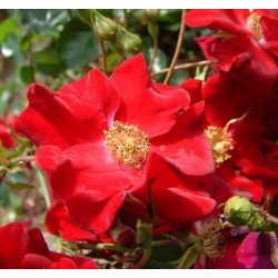 ROSIER DECOROSIER VESUVIA  épuisé