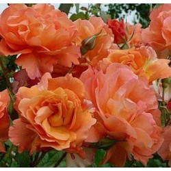ROSIER grimpant WESTERLAND 
