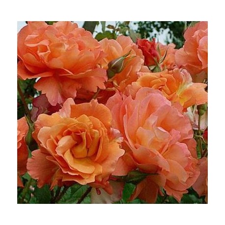 ROSIER grimpant WESTERLAND 