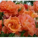 ROSIER grimpant WESTERLAND 
