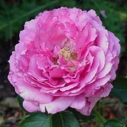 ROSIER YVES PIAGET  indisponible