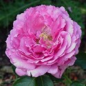 ROSIER YVES PIAGET  indisponible