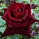 ROSIER BLACK BACCARA 
