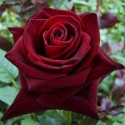 ROSIER BLACK BACCARA 