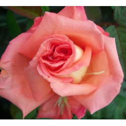 ROSIER ZAMBRA 