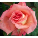 ROSIER ZAMBRA 