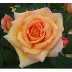 ROSIER PHILIPPE NOIRET  