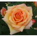 ROSIER PHILIPPE NOIRET  