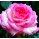 ROSIER PASCAL SEVRAN ****