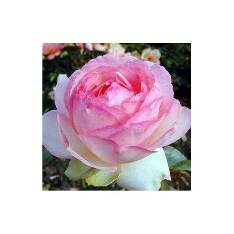 ROSIER HONORE DE BALZAC ***