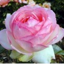 ROSIER HONORE DE BALZAC ***   
