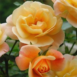 ROSIER DECOROSIER CALIZIA  épuisé