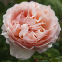 ROSIER PRINCESSE CHARLENE DE MONACO **** 