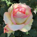 ROSIER BOREALE ***