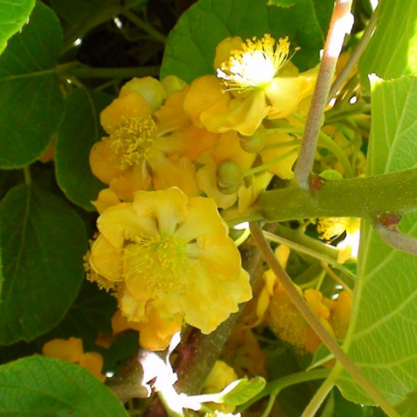 Kiwi mâle ACTINIDIA CHINENSIS ‘Tomuri’