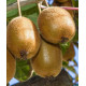 Kiwi femelle ACTINIDIA CHINENSIS 'Hayward'