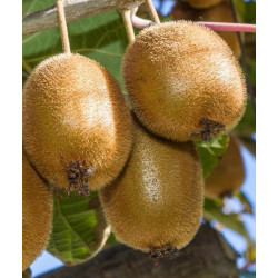 Kiwi femelle ACTINIDIA CHINENSIS 'Hayward'