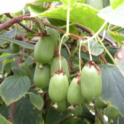 Kiwaï autofertile ACTINIDIA 'Arguta Issai'