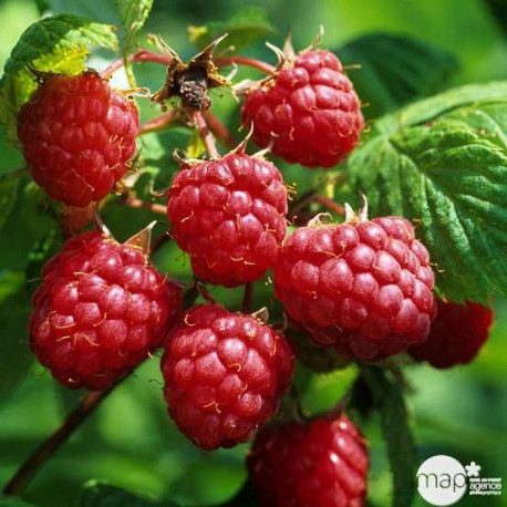 Framboisier remontant RUBUS 'Héritage'