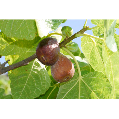 FICUS CARICA 'Grise de St Jean'